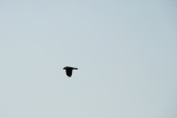 Photo /users/ganesh/gryphon/4951