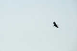 Photo /users/ganesh/gryphon/4952