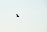 Photo /users/ganesh/gryphon/4954