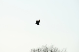 Photo /users/ganesh/gryphon/4955