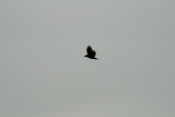 Photo /users/ganesh/gryphon/4956