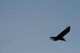 Photo /users/ganesh/gryphon/4958
