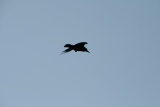 Photo /users/ganesh/gryphon/4959