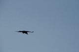 Photo /users/ganesh/gryphon/4960