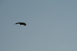 Photo /users/ganesh/gryphon/4962