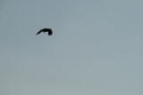Photo /users/ganesh/gryphon/4963