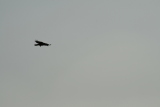 Photo /users/ganesh/gryphon/4964