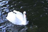 Photo /users/ganesh/gryphon/5134