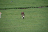 Photo /users/ganesh/gryphon/5226