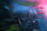 Photo /users/ganesh/gryphon/5254