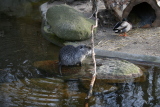 Photo /users/ganesh/gryphon/526