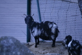 Photo /users/ganesh/gryphon/533