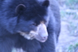 Photo /users/ganesh/gryphon/541