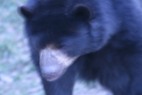 Photo /users/ganesh/gryphon/542