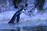 Photo /users/ganesh/gryphon/544
