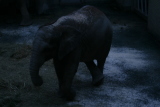 Photo /users/ganesh/gryphon/549
