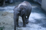 Photo /users/ganesh/gryphon/550