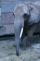 Photo /users/ganesh/gryphon/551