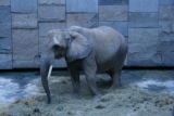 Photo /users/ganesh/gryphon/553