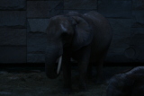 Photo /users/ganesh/gryphon/557