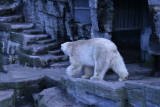 Photo /users/ganesh/gryphon/571