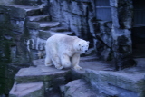 Photo /users/ganesh/gryphon/573