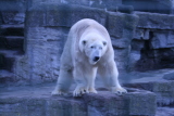 Photo /users/ganesh/gryphon/585