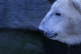 Photo /users/ganesh/gryphon/588