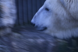 Photo /users/ganesh/gryphon/592