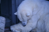 Photo /users/ganesh/gryphon/594
