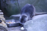 Photo /users/ganesh/gryphon/598