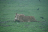 Photo /users/ganesh/gryphon/5982