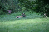 Photo /users/ganesh/gryphon/6061