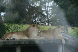 Photo /users/ganesh/gryphon/6063