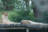 Photo /users/ganesh/gryphon/6064