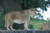 Photo /users/ganesh/gryphon/6065
