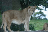 Photo /users/ganesh/gryphon/6066