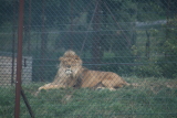 Photo /users/ganesh/gryphon/6070