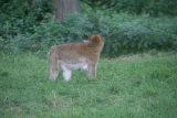 Photo /users/ganesh/gryphon/6076