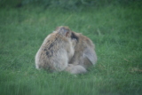 Photo /users/ganesh/gryphon/6080