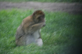Photo /users/ganesh/gryphon/6081