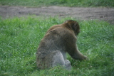 Photo /users/ganesh/gryphon/6082