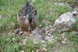 Photo /users/ganesh/gryphon/6381
