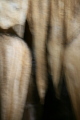 Photo /users/ganesh/gryphon/6907