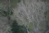 Photo /users/ganesh/gryphon/721