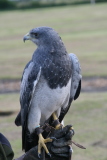 Photo /users/ganesh/gryphon/7767
