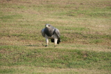 Photo /users/ganesh/gryphon/7768