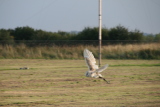 Photo /users/ganesh/gryphon/7773