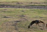 Photo /users/ganesh/gryphon/7775