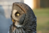 Photo /users/ganesh/gryphon/7779